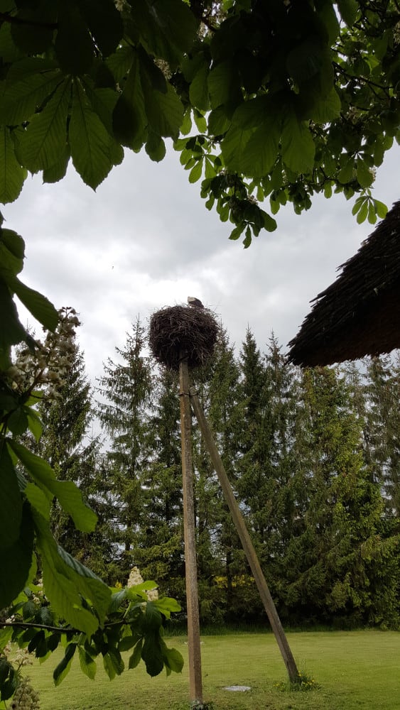 The grounds