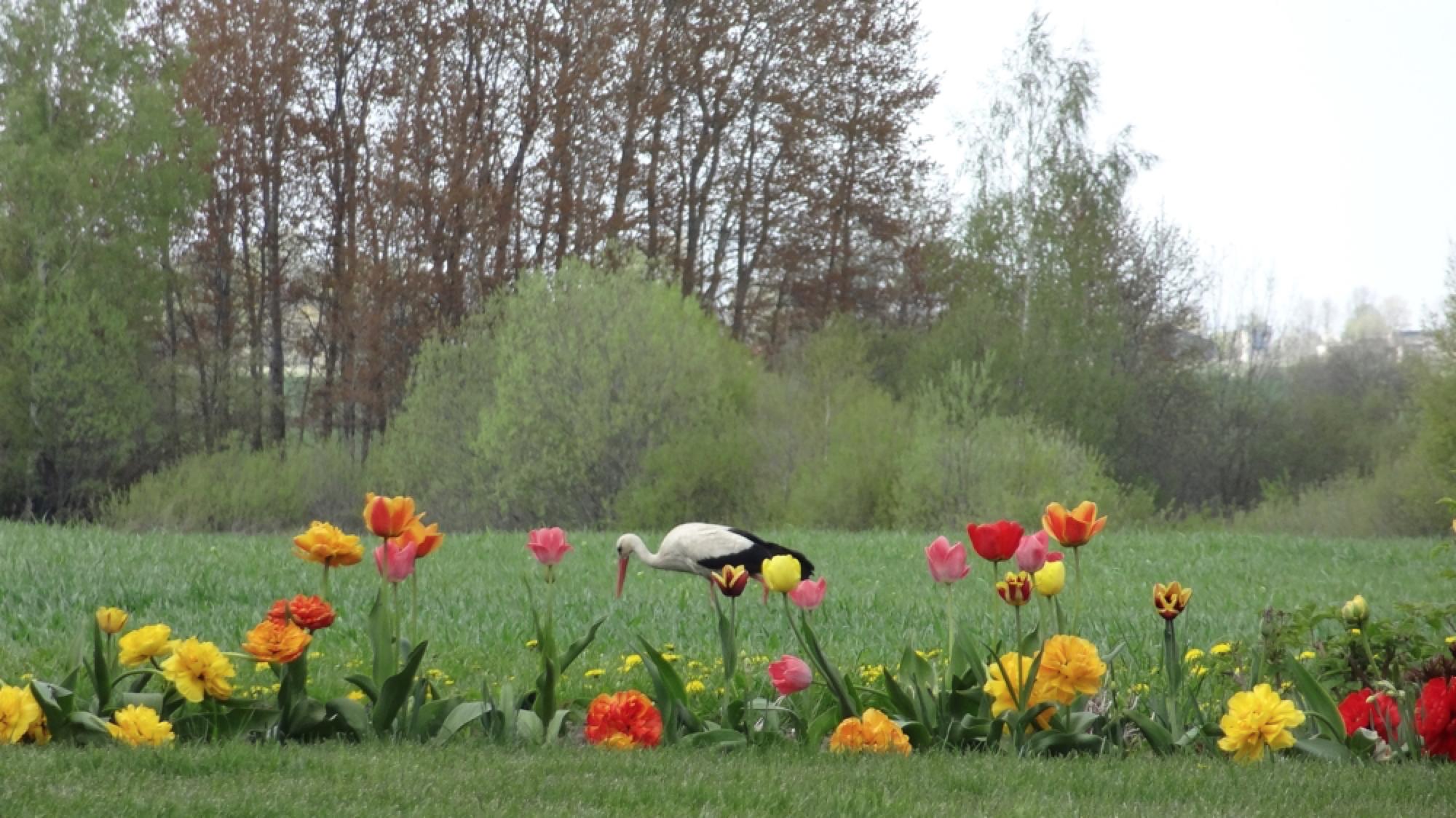 The grounds